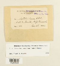 Ditrichum pusillum image