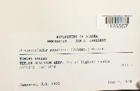 Drepanocladus sordidus image