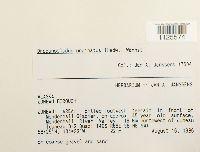 Media resource of Sanionia uncinata