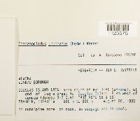 Image Associated With the Occurrence