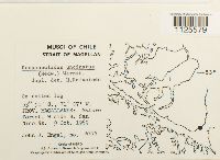 Sanionia uncinata var. uncinata image