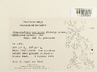 Sanionia uncinata var. uncinata image