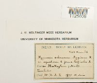 Drepanocladus aduncus image