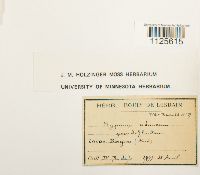 Drepanocladus aduncus image