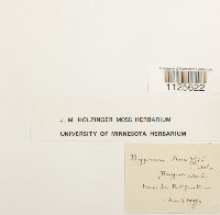 Drepanocladus aduncus image