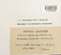 Drepanocladus aduncus var. kneiffii image