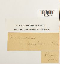 Drepanocladus aduncus image