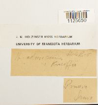Drepanocladus aduncus image