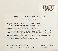 Loeskypnum badium image