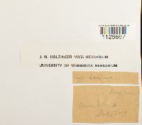 Loeskypnum badium image