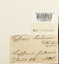 Loeskypnum badium image