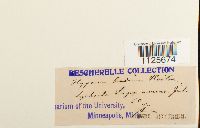 Loeskypnum badium image