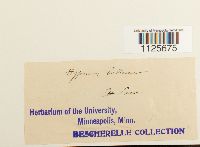 Loeskypnum badium image