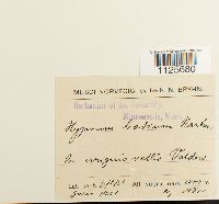 Loeskypnum badium image