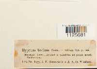 Loeskypnum badium image