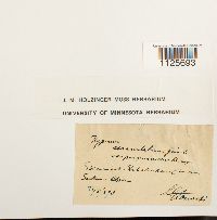 Warnstorfia exannulata var. exannulata image