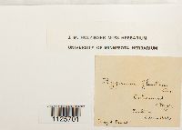 Warnstorfia fluitans var. fluitans image