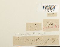 Image Associated With the Occurrence