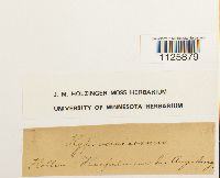 Hamatocaulis vernicosus image