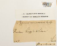 Hamatocaulis vernicosus image