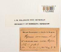 Hamatocaulis vernicosus image