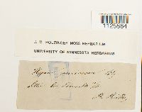 thumbnail image of current specimen