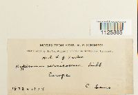 Hamatocaulis vernicosus image