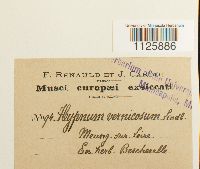 Hamatocaulis vernicosus image