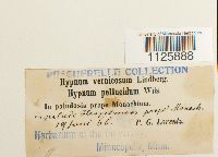 Hamatocaulis vernicosus image