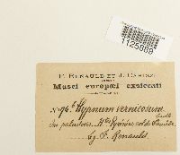 Hamatocaulis vernicosus image