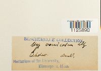 Hamatocaulis vernicosus image