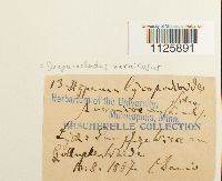 Hamatocaulis vernicosus image