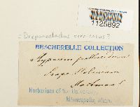 Hamatocaulis vernicosus image