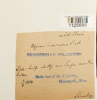 Hamatocaulis vernicosus image