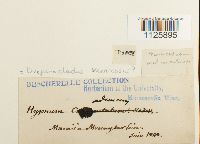 Hamatocaulis vernicosus image