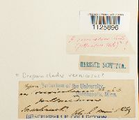 Hamatocaulis vernicosus image