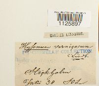 Hamatocaulis vernicosus image