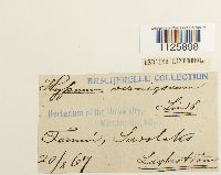 Hamatocaulis vernicosus image