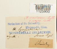 Hamatocaulis vernicosus image