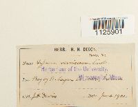 Hamatocaulis vernicosus image