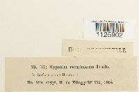 Hamatocaulis vernicosus image