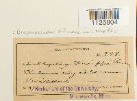 Drepanocladus aduncus var. kneiffii image