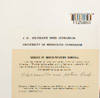 Dryptodon patens image