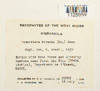 Dumortiera hirsuta image