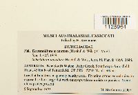 Image of Eccremidium arcuatum