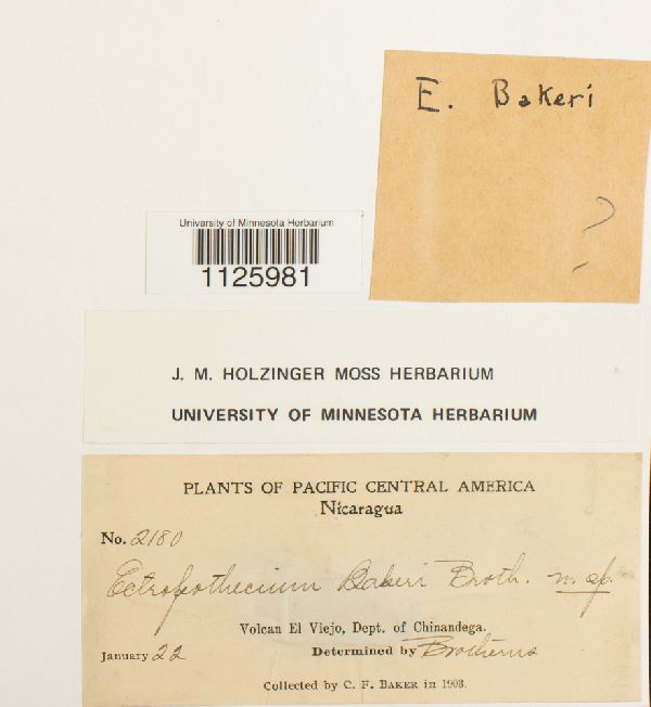 Ectropothecium bakeri image