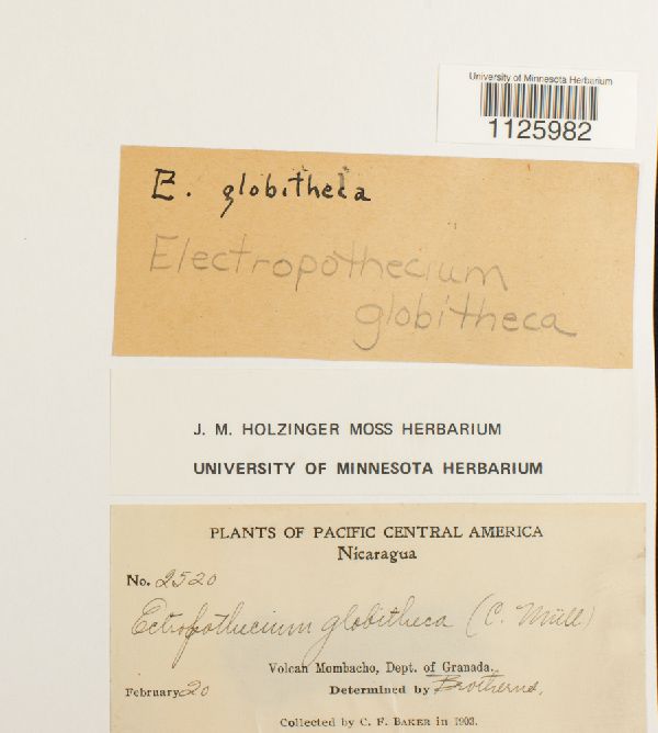 Ectropothecium leptochaeton image