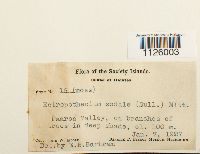 Thumbnail image of current specimen