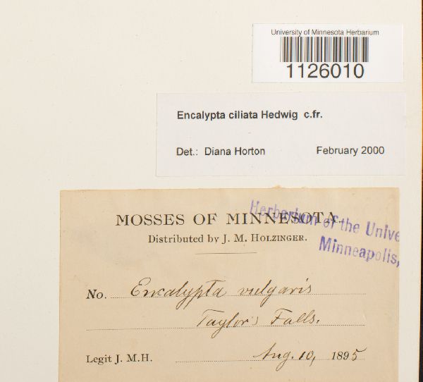Encalypta ciliata image