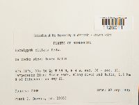 Encalypta ciliata image